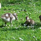 Futtern macht müde