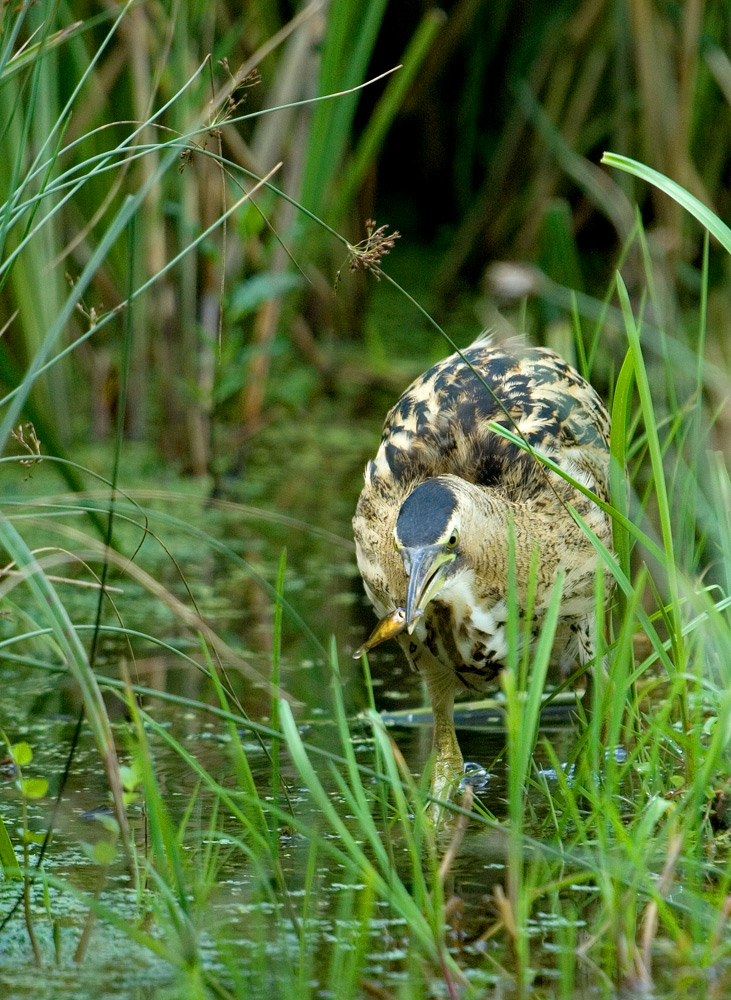 Futtern wie bei Muttern