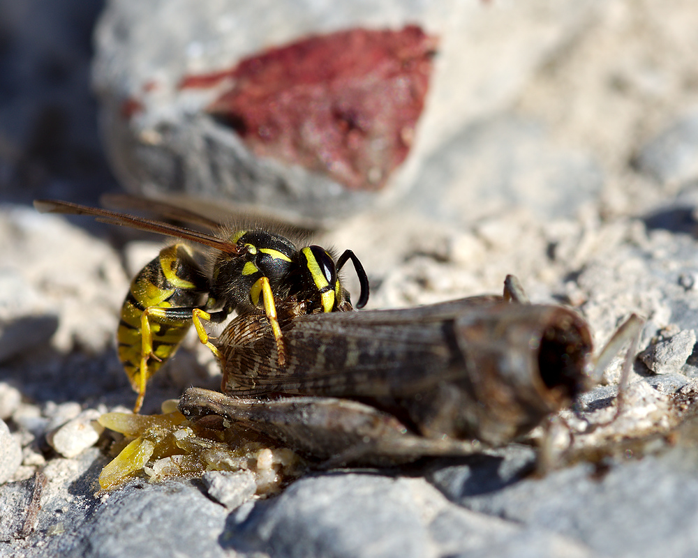 Futtern wie bei Muttern ....