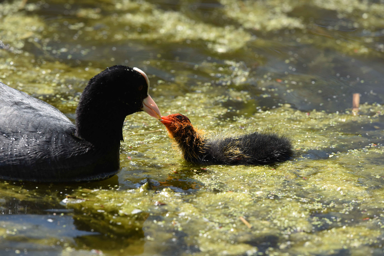 Futtern wie bei Muttern