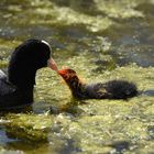 Futtern wie bei Muttern