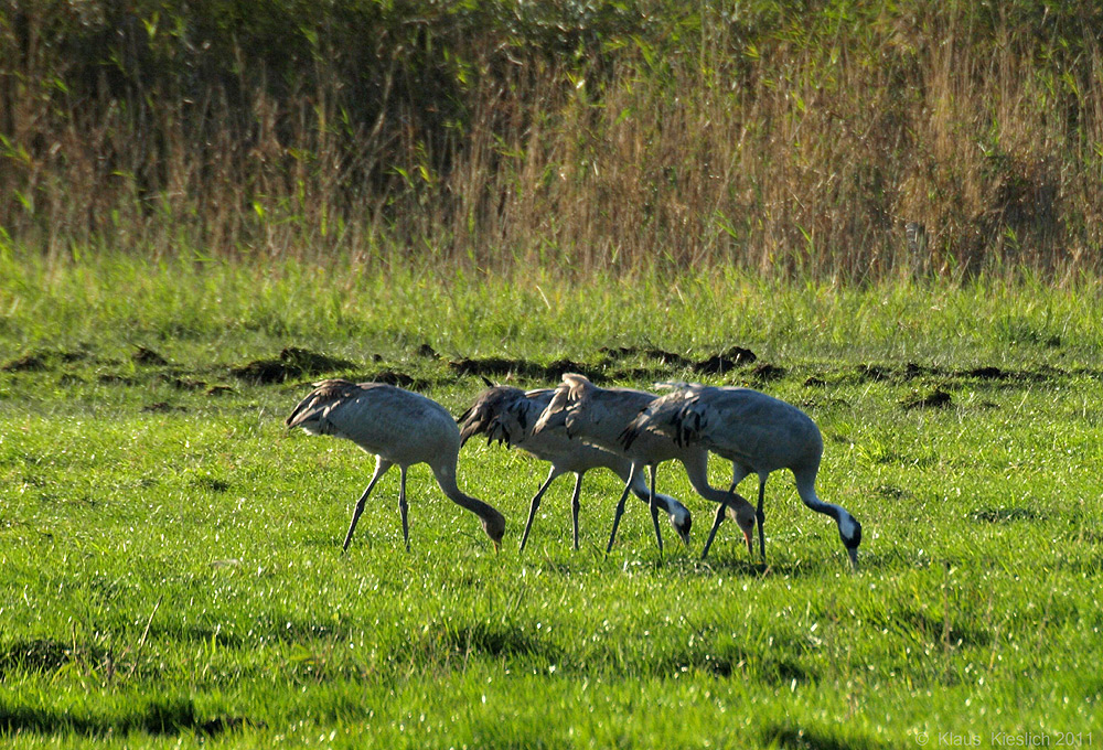 Futterndes Quartet