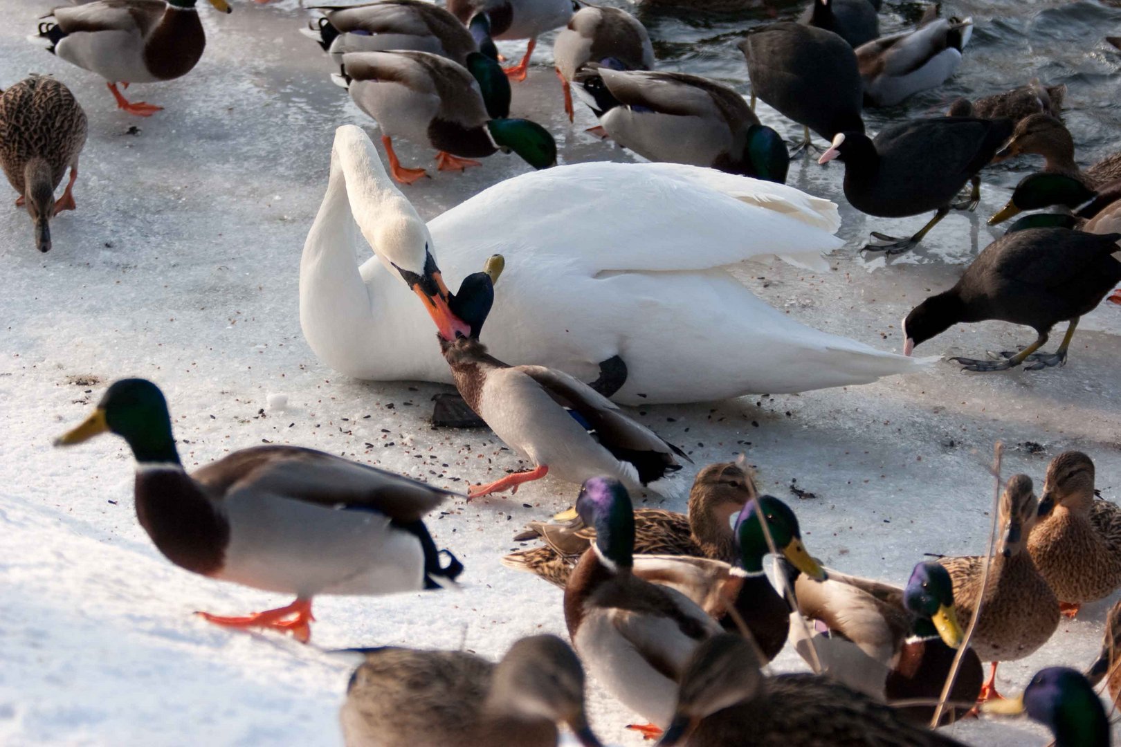 Futterneid beim Höckerschwan