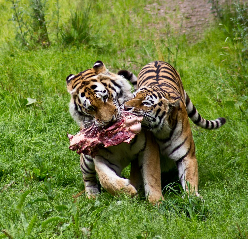 Futterneid von Jean-Luc Kruppa 