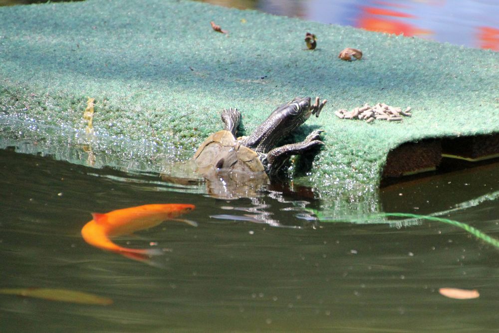 Futterneid im Gartenteich / 2 Foto & Bild tiere, zoo, wildpark