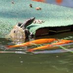 Futterneid im Gartenteich