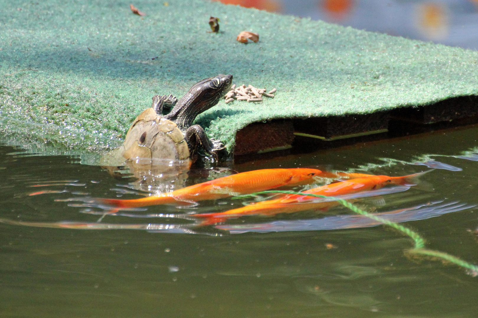 Futterneid im Gartenteich Foto & Bild tiere, wasserschildkröte