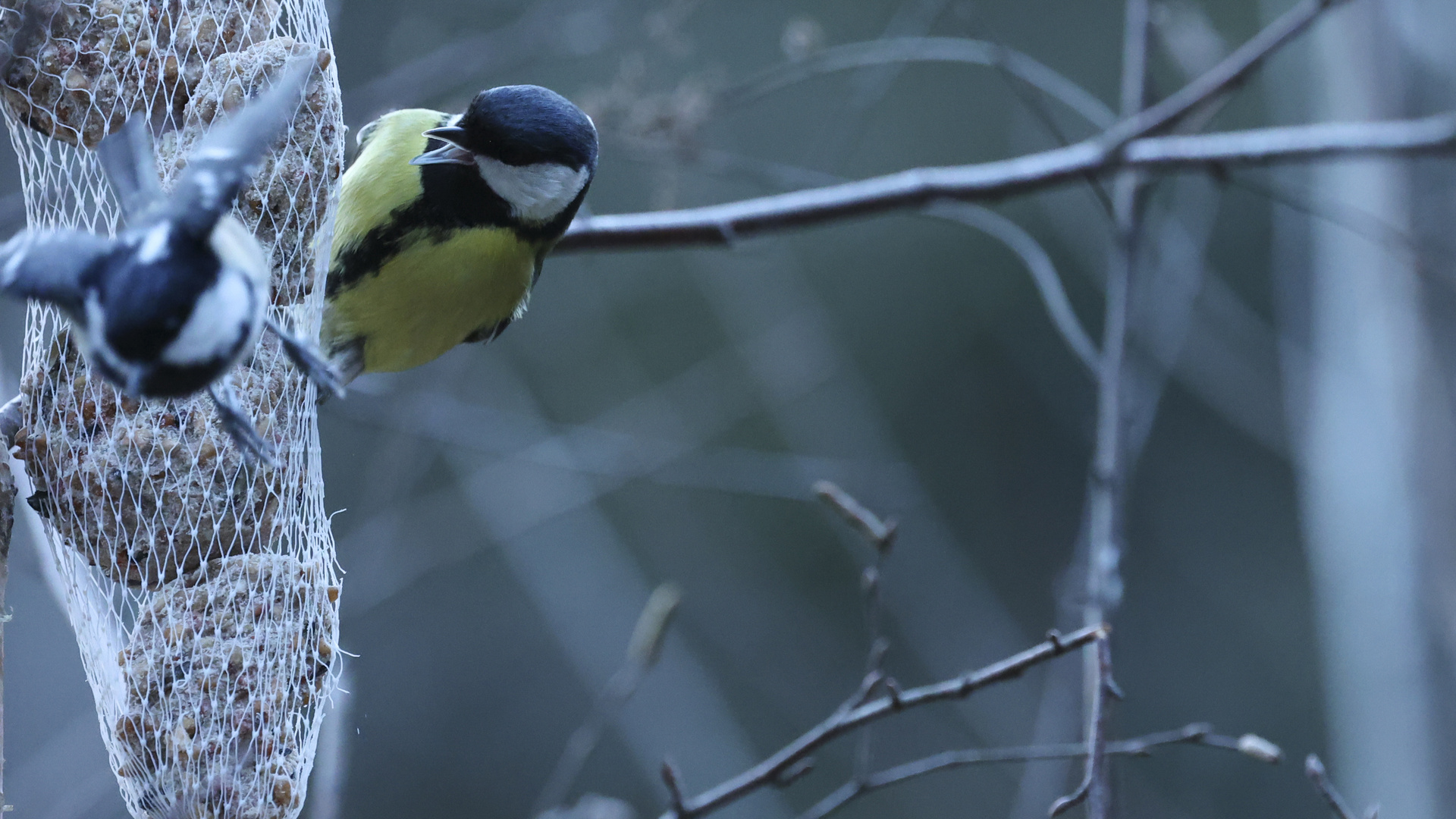 Futterneid im Winterkleid