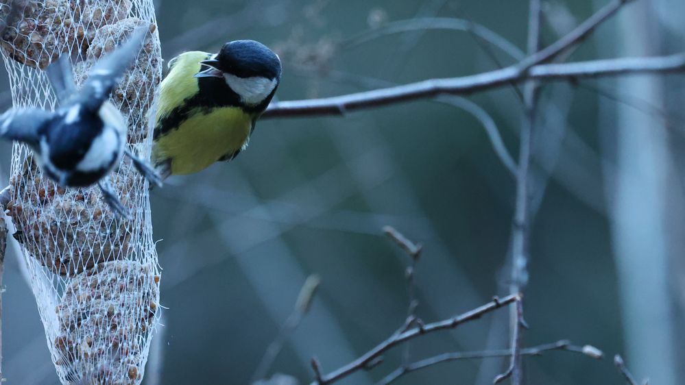 Futterneid im Winterkleid