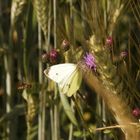 Futterneid oder Gefährte?