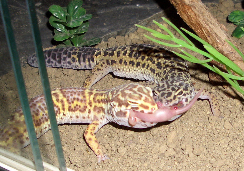 Futterneid: Raubtierfütterung (Babymaus) der Leopardgeckos