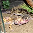 Futterneid: Raubtierfütterung (Babymaus) der Leopardgeckos