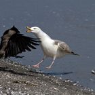 Futterneid - Streit um einen Dorschkadaver!