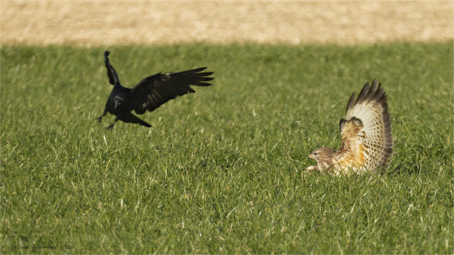 Futterneid und Frechheit 