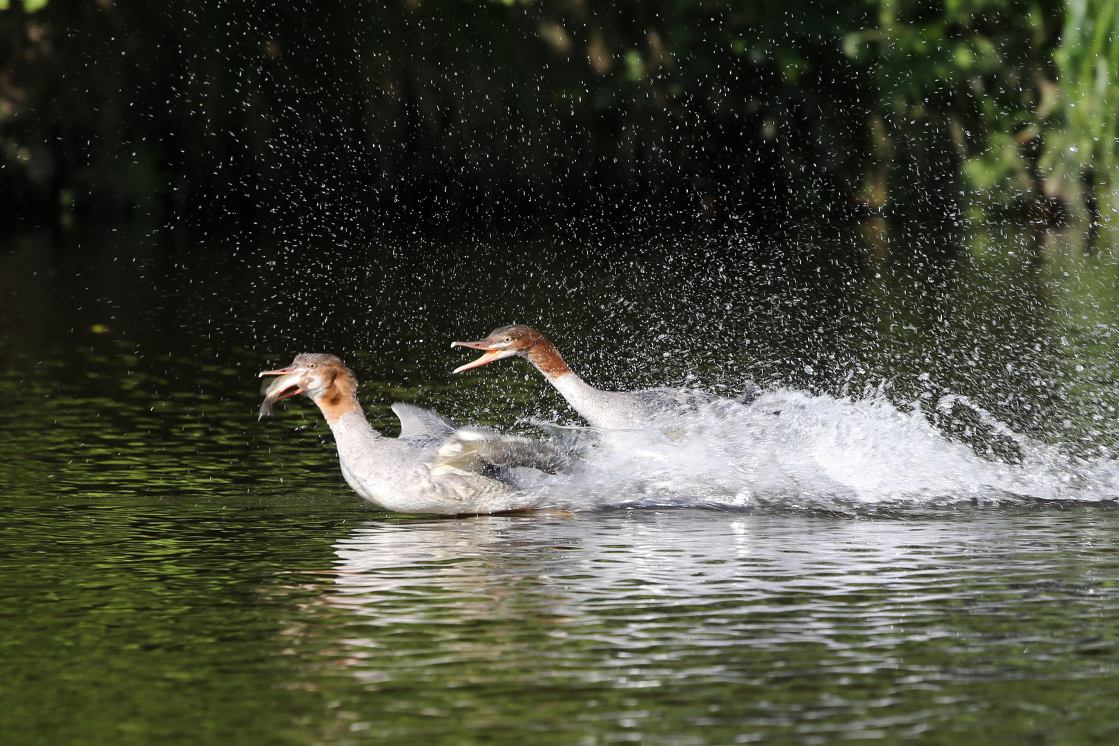 Futterneid unter Gänsesägern