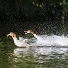 Futterneid unter Gänsesägern