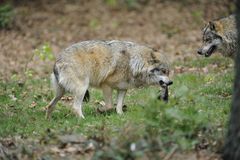 Futterneid unter Wölfen...der Omega hat einen schweren Stand