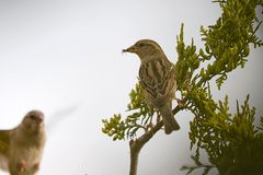 Futterneider im Anflug