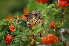 Futterpause einer Singdrossel