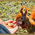 Futterpause im Herbst