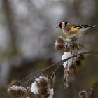 futterpflanzen statt futterhäuschen...