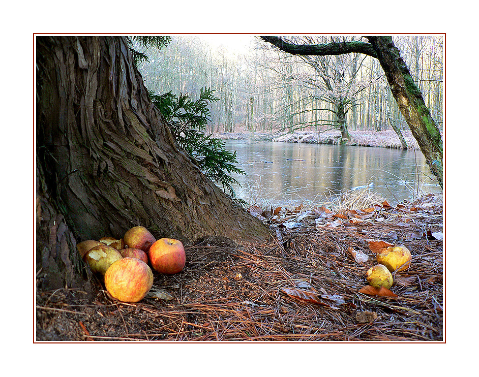 Futterplatz am Waldsee