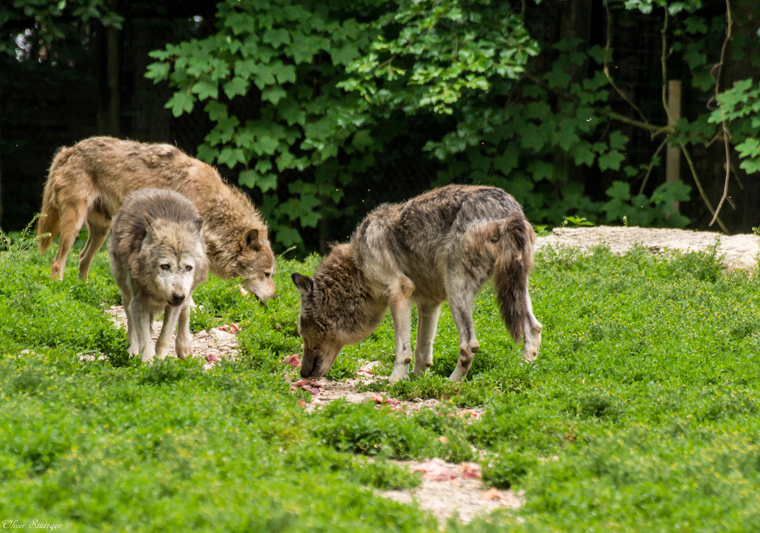 Futterplatz der Timberwölfe auf einer Lichtung am Waldrand