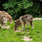 Futterplatz der Timberwölfe auf einer Lichtung am Waldrand