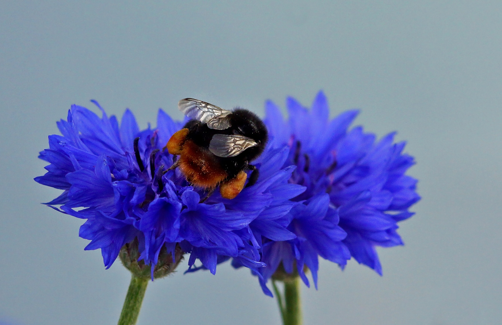 Futterquelle in blau