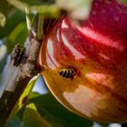 Futterquelle mit Warteschlange