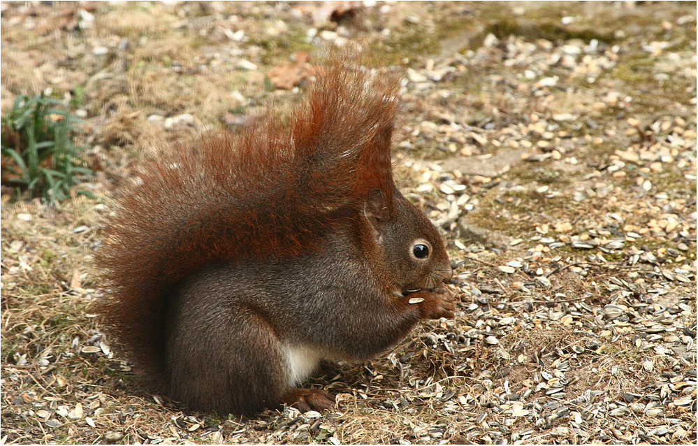 Futterreste am Boden ...