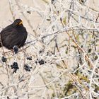 Futterreste im Winter