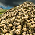 Futterrüben Appenzell Schweiz