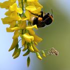 Futtersammler am Goldregen