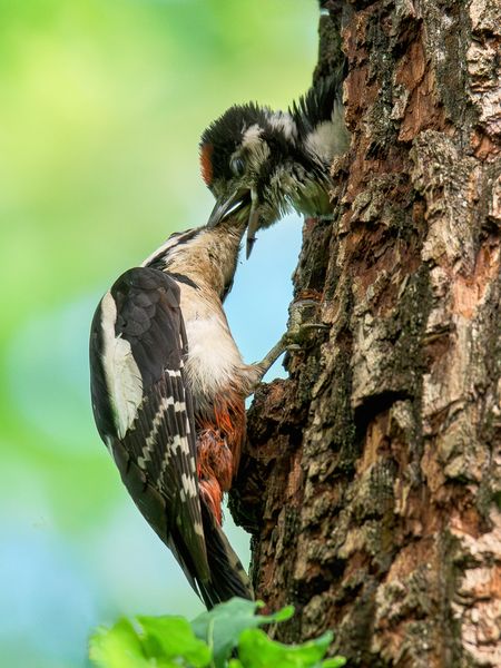 Futterspende vom Buntspecht