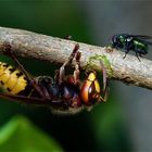 Futterstelle Fliederbusch - Hornisse und Fliege 