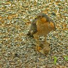 ***         Futterstellen Besucher       ***