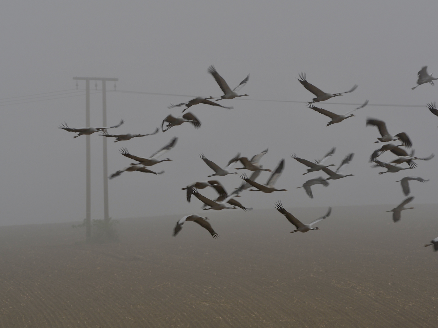 Futterstop im Nebel