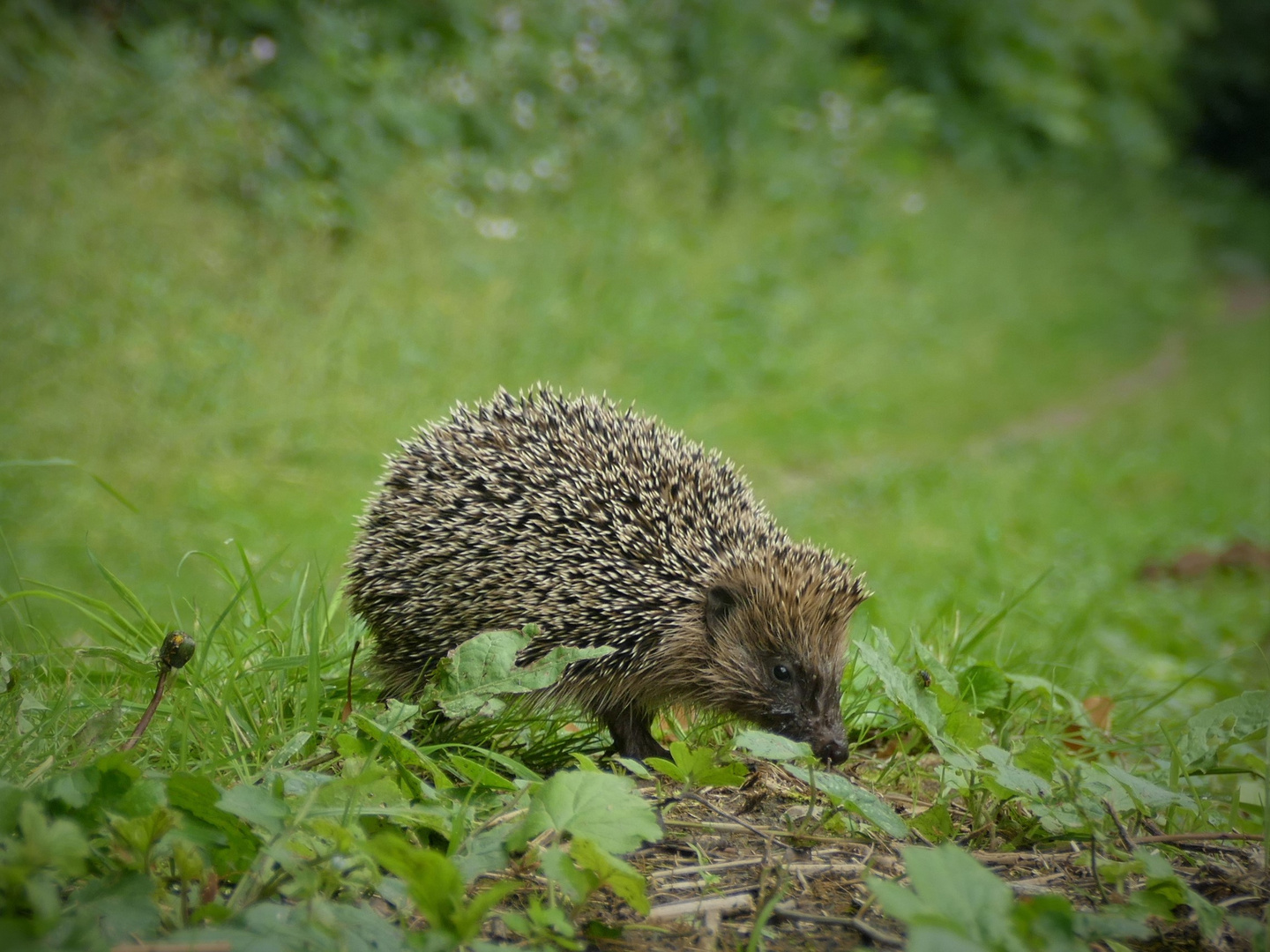 Futtersuche