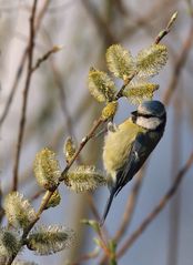 "Futtersuche" - aber nur ne Blaumeise