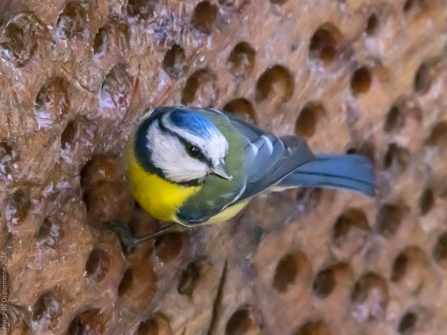 Futtersuche am Insektenhotel