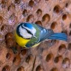 Futtersuche am Insektenhotel