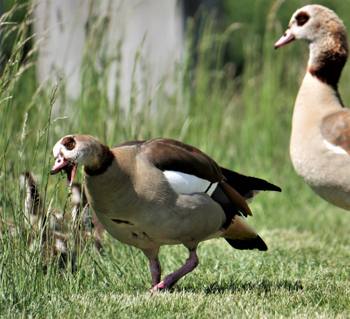 Futtersuche am Wegesrand