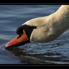 futtersuche auf dem wasser...