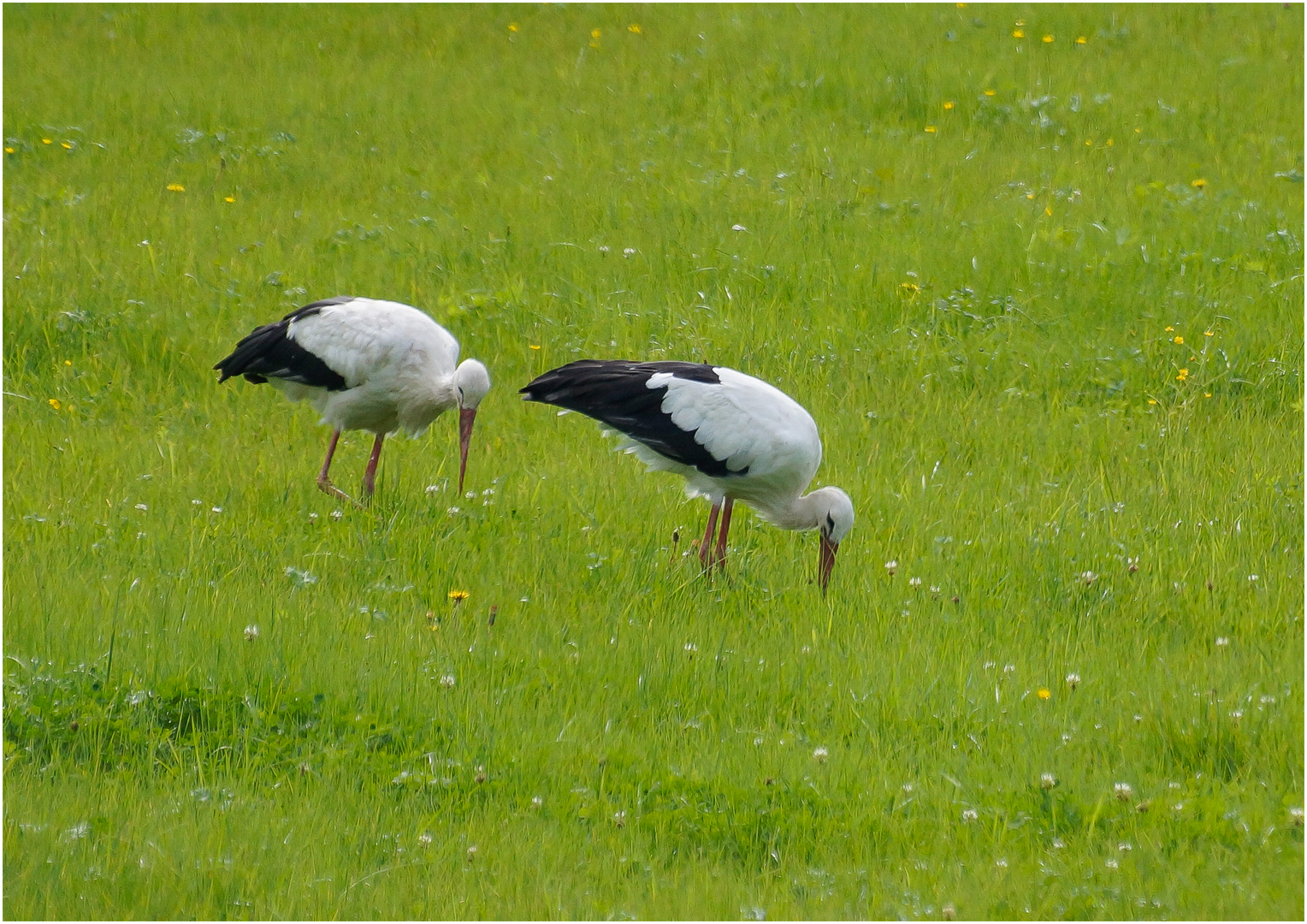 Futtersuche auf der grünen Wiese