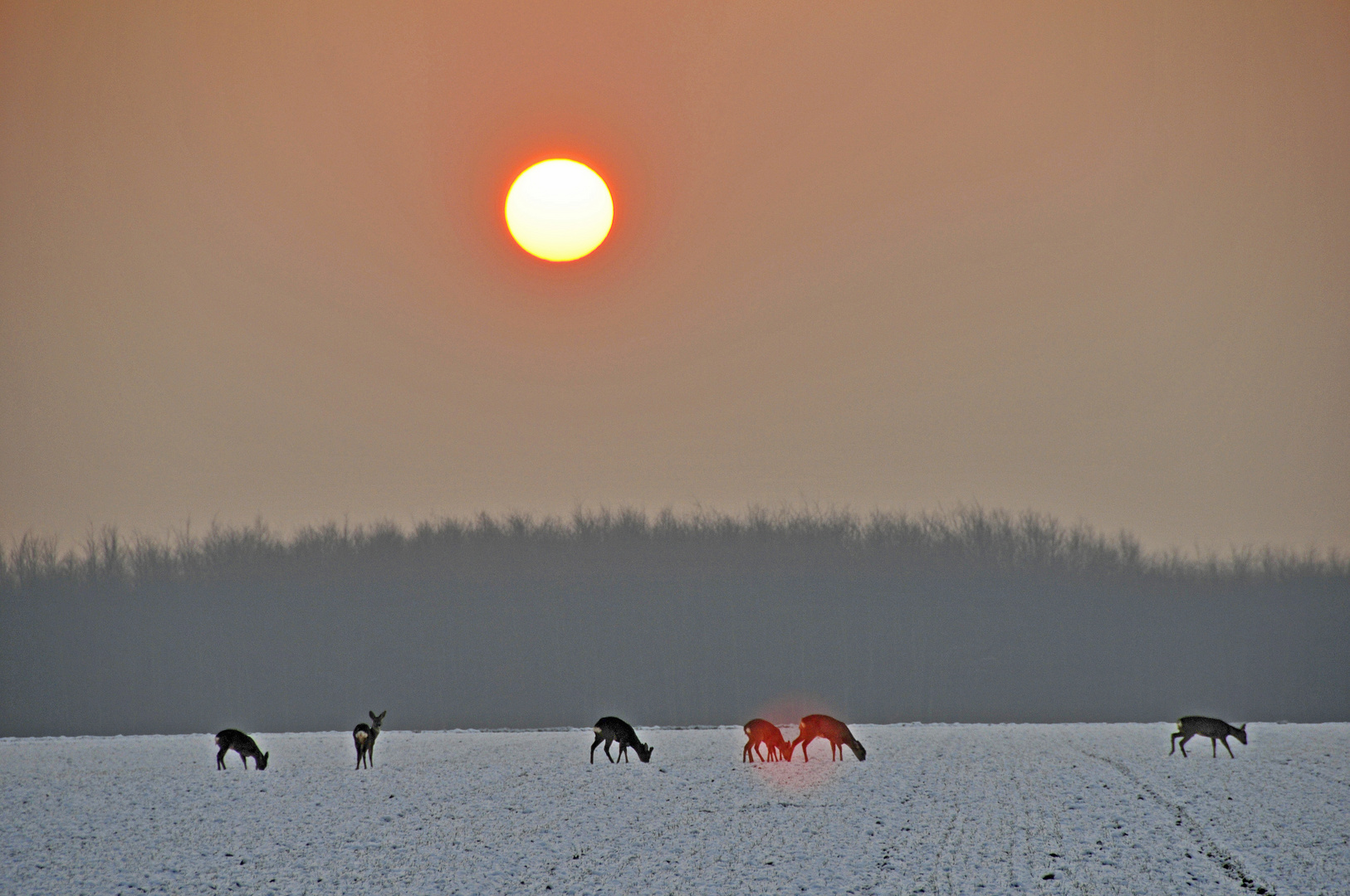 Futtersuche auf schneebedecktem Feld bei Sonnenuntergang
