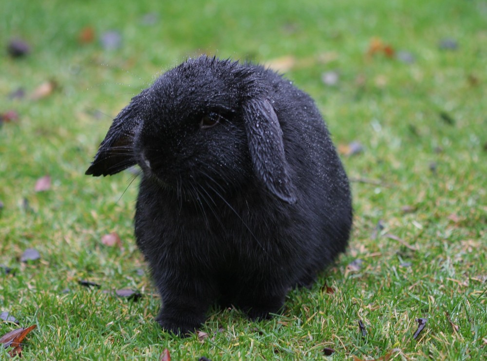 Futtersuche beim Wind und Wetter