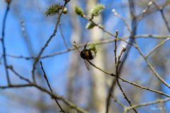 Futtersuche der Hummel