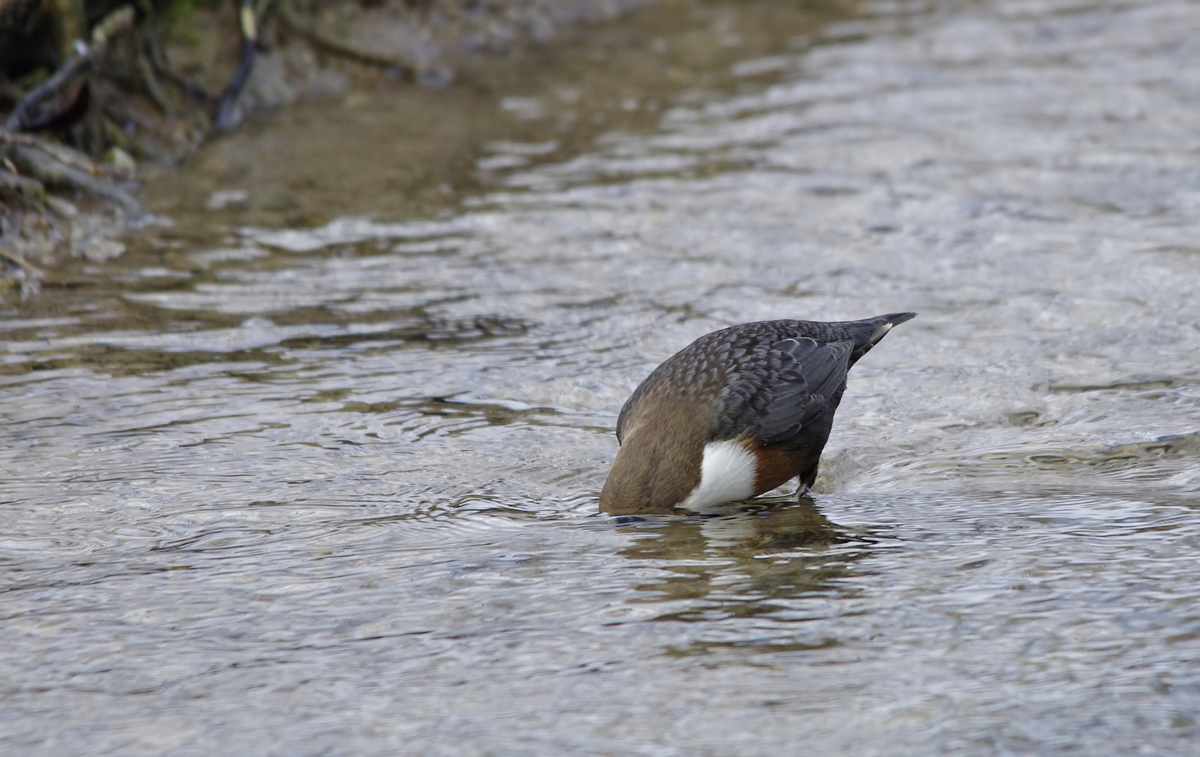 Futtersuche - eine Wasseramsel