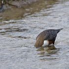 Futtersuche - eine Wasseramsel